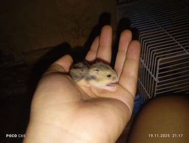 где можно купить хорька: Продаются маленькие пушистые джунгарики Хомячки ручные мальчики и — 2