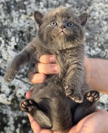 кошка шотландская вислоухая цена: Скотиш Страйт (Шотландская прямоухая), 1 месяц, Девочка, Приучена к лотку, Проглистована — 9