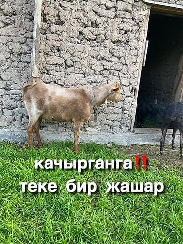 Продаю | Козёл (самец) | Для разведения | Осеменитель