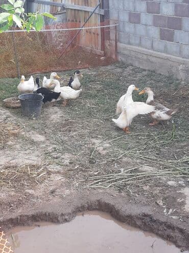 продам козу дойную: Өрдөк 5 штук Бройлер — 1