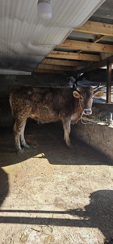 Үй жаныбарлары үчүн товарлар: Сатам | Уй (ургаачы) | Сүт алуу үчүн | Кунажын — 2