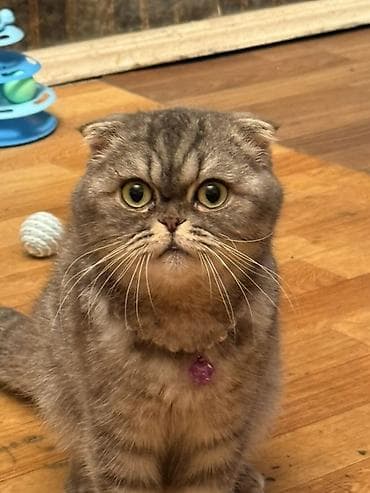 Шотландская вислоухая кошка (Scottish Fold) Пол: Женский Возраст: 10 — 3