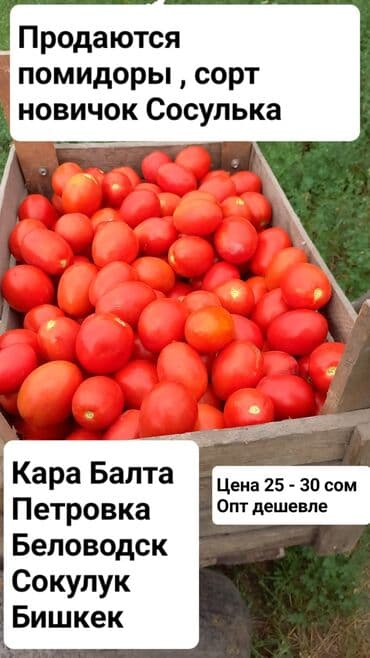 кызыл май масло цена бишкек: Помидорлор Кара өрүк сымал, Дүңүнөн — 1