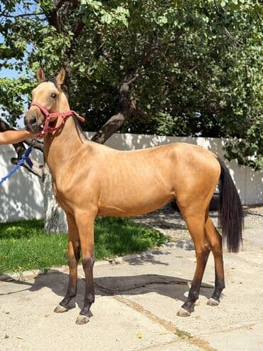 эр тоокум: Продаю | Жеребенок | Конный спорт | Племенные — 3