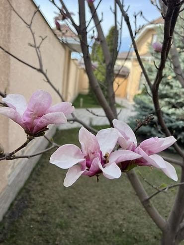 магнолия саженцы: Магнолия (декоративное листопадное дерево) с крупными — 3