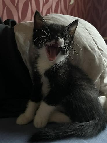 кошки коты котята: Отдам даром котят, в добрые руки! 2 месяца всем, светленькая девочка и — 8