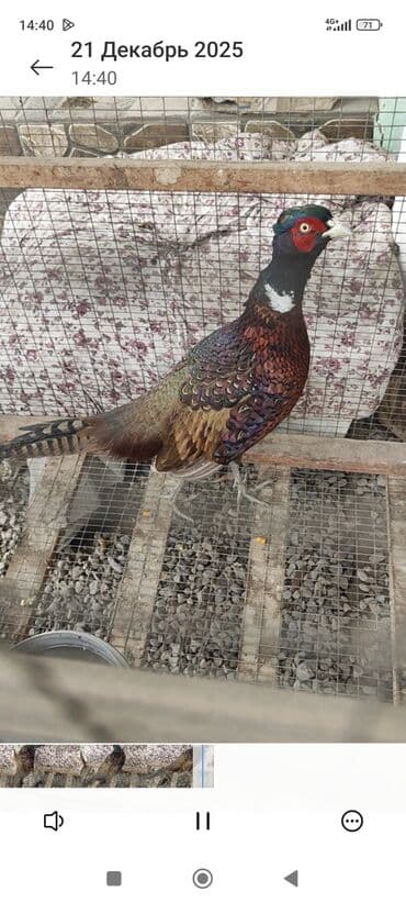 Фазан (самец), декоративная порода. Описание: - Яркое оперение с