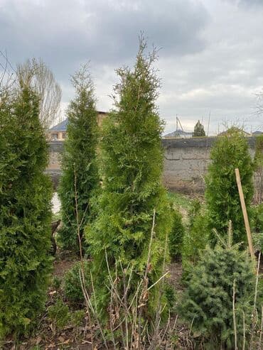 садовые столы и стулья: Саженцы деревьев: Туи, Платная доставка — 16