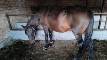 купить собаку объявления: Продаю | Кобыла (самка) | Английская — 3