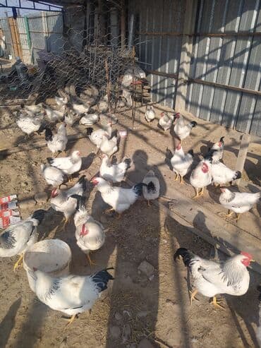 наполнители для кошек: Продаются куры и петухи, 5-6 месяцев — 1