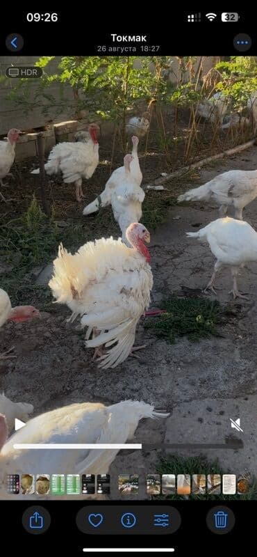 бройлерные куры живым весом: Сатам | Ургаачы күрп (ургаачы) | Аргын | Союуга | Асыл тукумдуу — 3