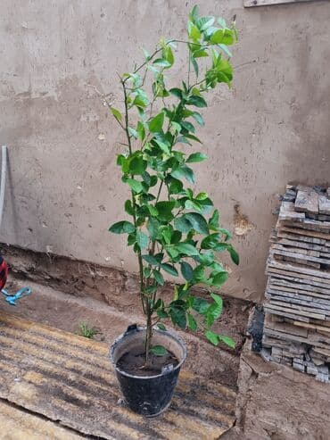 тачку садовую купить: Цитрусовое дерево в горшке - Молодое дерево цитрусовых (возможно — 2