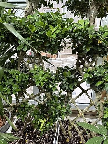 Фикус микрокарпа (Ficus microcarpa), декоративная формовка — 2