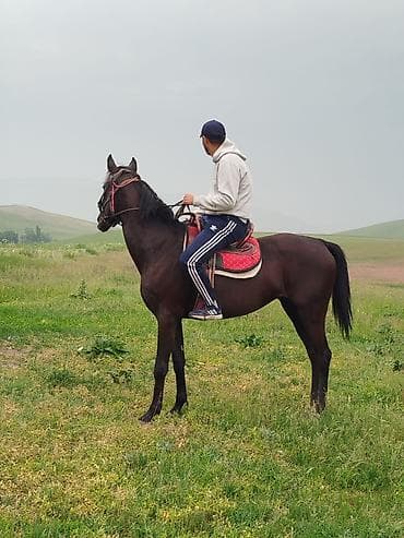 Үй жаныбарлары: Сатам | Бээ (ургаачы) | Англиялык | Ат спорту — 3