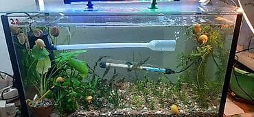 нагреватель для аквариума: Аквариумные ампулярии, растения, декорации,коряга,корм. - Стеклянный — 6