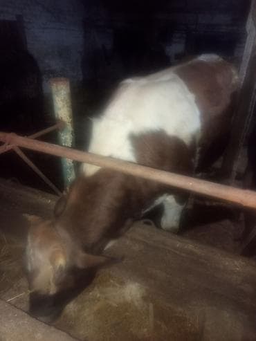 Продаю | Бык (самец) | На откорм | Привязанные