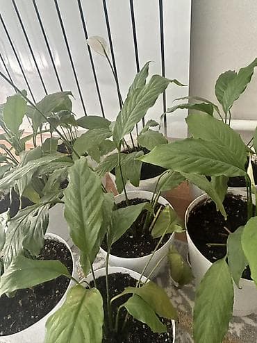 цвет: Это цветы Женские счастья - Комнатное растение с длинными глянцевыми — 5