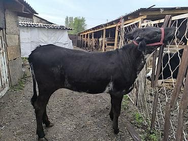 уй жаныбары: Сатам | Кунаажын | Швиц | Бордоп семиртүү үчүн | Байланган — 2