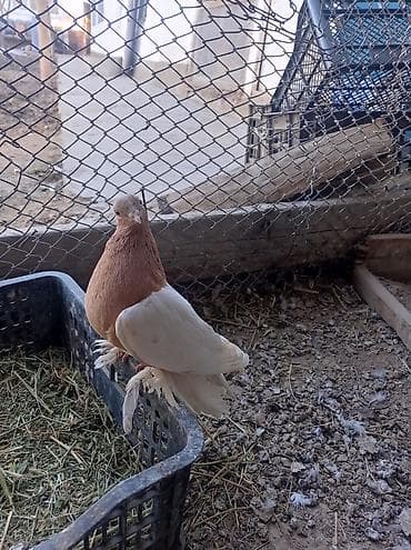 тикап пудель цена: Порода:капкан маладой самка не гоненый декоративный голубь, вероятно — 4