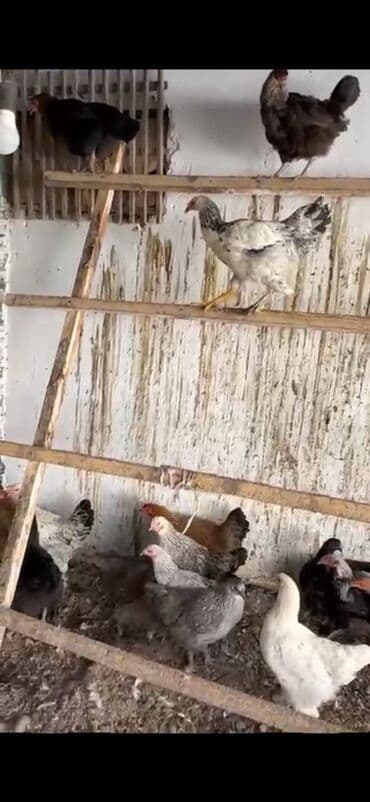 коза дойная: Продаю | Куры, Петух, Цыплята — 3