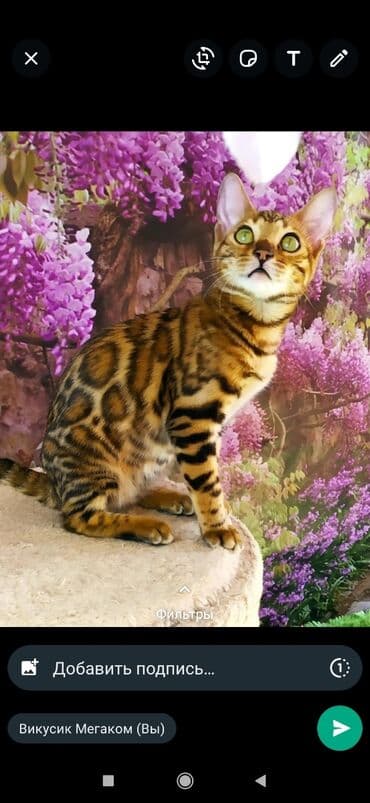 бенгальский леопардовый кот: Друзья !! в проф питомнике Бен Гла Мур новые детки .Бенгальские котята — 8