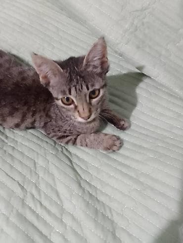 где можно купить котят: Котёнок, серо‑тигровый окрас (табби), короткошёрстный. Большие ушки — 1