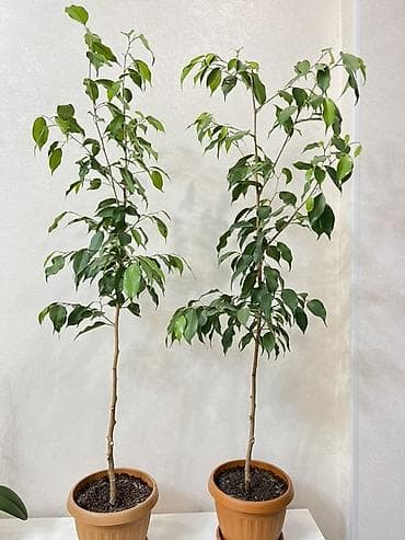 Алоэ: Фикус Бенджамина в горшке - Комнатное дерево с изящным штамбовым — 2