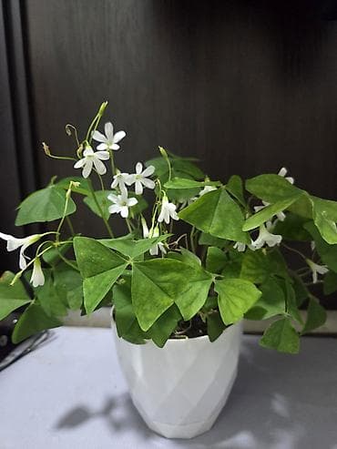 Антуриумы: Вриезия/гусмания в горшках - Яркая бромелия с красно‑желтым — 9