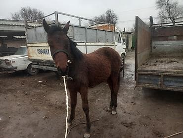 Аквариумдар: Сатам | Тай | Аргын | Жумушка — 5