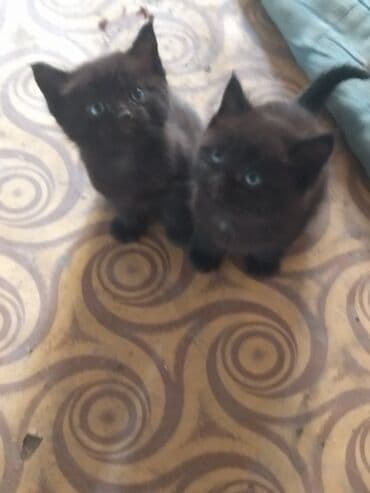 котик бишкек: Очаровательные пушистые котята черного и пятнистого окраса Описание — 1