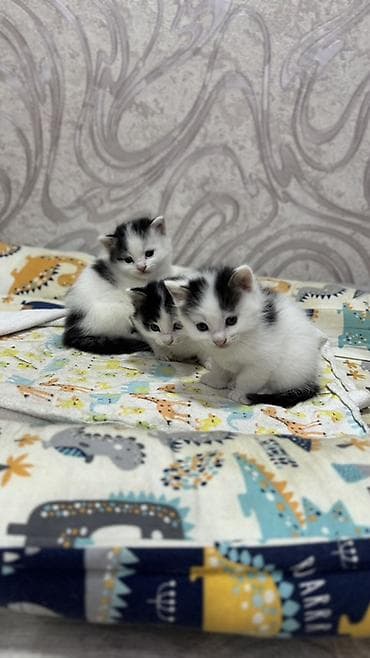 scottish fold: Беспородная, 2 месяца, Мальчик, Биколор, Приучена к лотку — 1