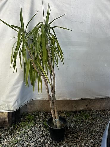 Юкка в горшке (комнатное дерево) - Декоративное растение с тремя