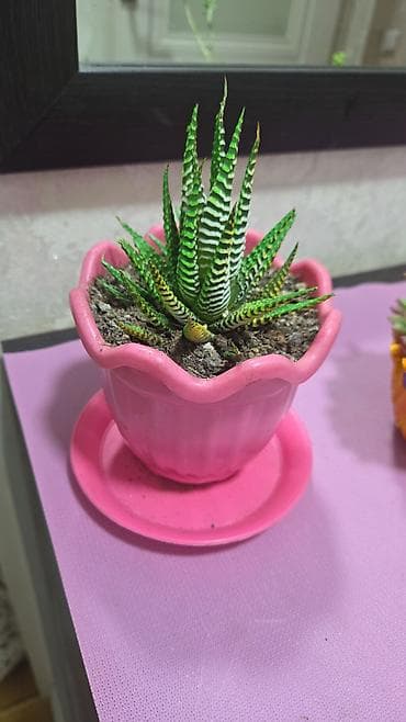 Бөлмө өсүмдүктөрү: Хавортия и кактусы — суккуленты для дома и офиса - Хавортия по 350 с — 10