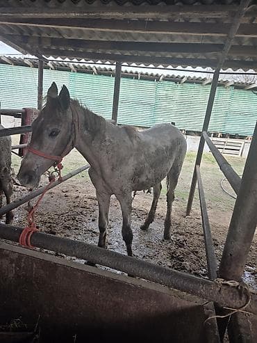 тайган иттер: Байланган тайлар сатылат 4 баш 3-ай байланган Адрес Кун-Туу — 5