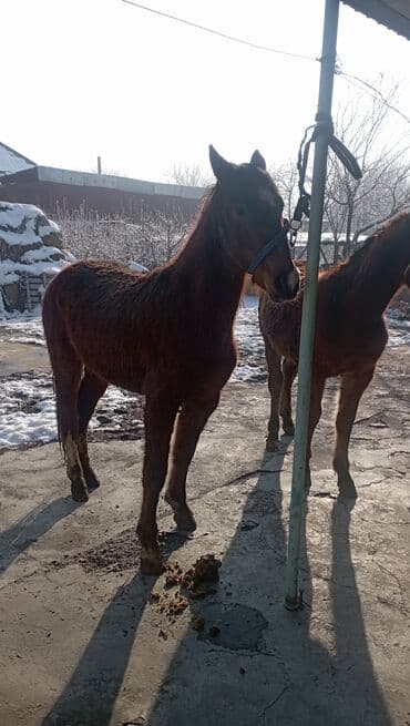 мышык бишкек: Сатам | Бээ (ургаачы) — 6