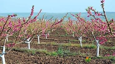 Обрезка плодовых деревьев Профессиональная обрезка плодовых деревьев at lalafo.kg Обрезка плодовых деревьев Профессиональная обрезка плодовых деревьев