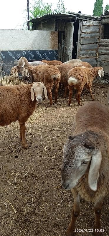 сколько стоит собака породы корги: Продаю | Ягненок | Арашан | Для разведения | Племенные — 4