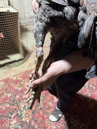 купить попугая в чехии: Продаю | Петух | Бойцовая | Для разведения — 6