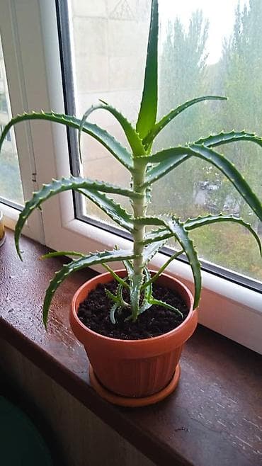 аквариум в бишкеке: Разные комнатные растения. Чтобы узнать стоимость конкретного растения — 3