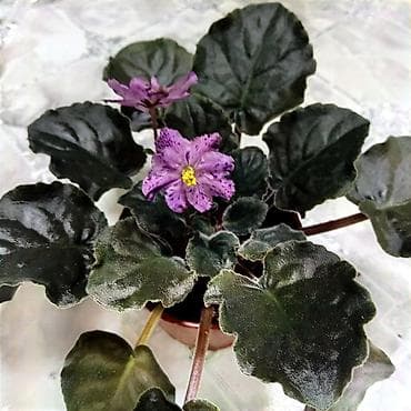 фиалки купить: Продаю взрослые фиалки 🌺🌺🌺.Цена 300-350-400.Нахожусь в районе Тоголок — 9