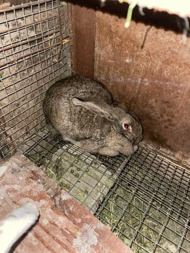 дикаративные кролики: Продаю | Крольчата | Декоративная | Для разведения — 4