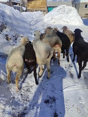 продаю кролики: Продаю | Овца (самка) | Для разведения | Матка — 3