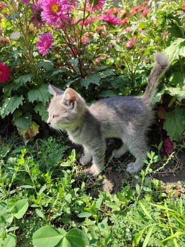 животные котенок: Котята домашние, 2 мальчика, 2девочки пушистые и ладные. На выбор — 5