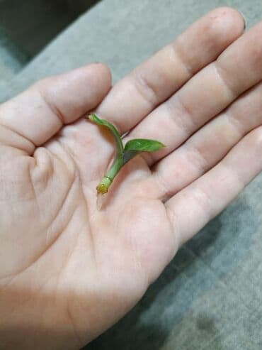 саженцы плодовые: Традесканция многоцветная . С цветком 400 сомбез цветка 300 сом — 6