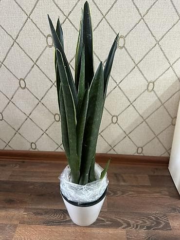 санса: Сансевиерия (Sansevieria), сорт «Муншайн/Цилиндрическая» типа «меч» — — 1