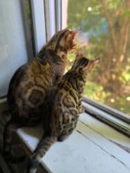 отдам котенка в добрые руки: На бронь бенгальские котята,свободны две девочки,к переезду будут — 13