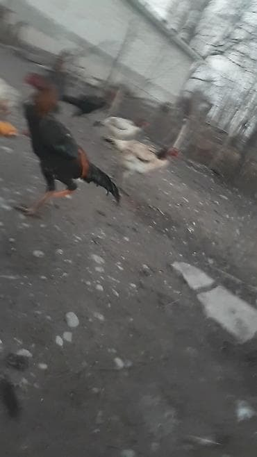 цыплята бролера: Продаю | Петух | Бойцовая | Для боев — 1