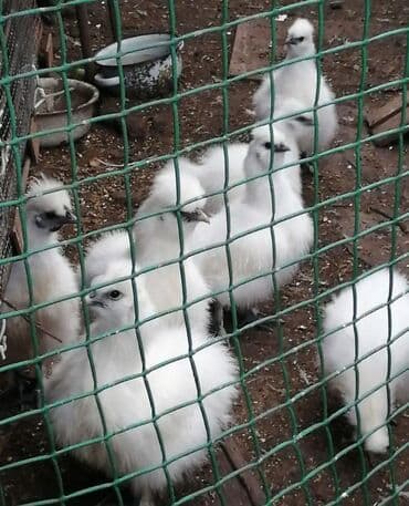 фелуцен для коров цена бишкек: Продаю | Куры, Петух — 2