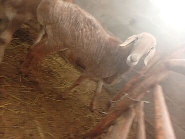 ящик для документов: Продаю | Баран (самец) | Для разведения | Племенные — 4