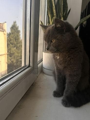 Продажа кошек: Британская короткошёрстная, 1 год, Мальчик, Голубой, Приучена к лотку — 1